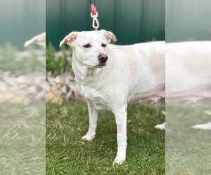 Labrenees Dogs for adoption in Batavia, NY, USA
