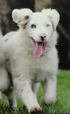 Australian Shepherd Dogs for adoption in Washougal, WA, USA