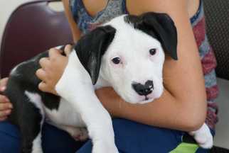Bullboxer Pit Dogs for adoption in Mundelein, IL, USA