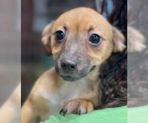 Jack Chi Dogs for adoption in Pembroke, GA, USA