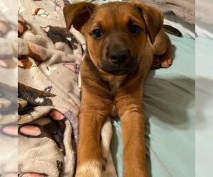 Labrador Retriever-Unknown Mix Dogs for adoption in Wylie, TX, USA