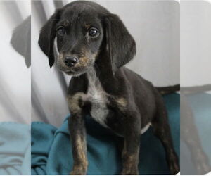 Mutt Dogs for adoption in Mundelein, IL, USA