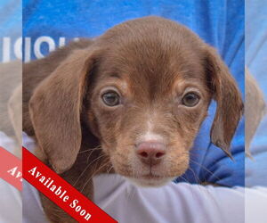 Doxle Dogs for adoption in Huntley, IL, USA