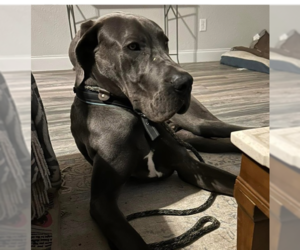 Great Dane Dogs for adoption in OKLAHOMA CITY, OK, USA