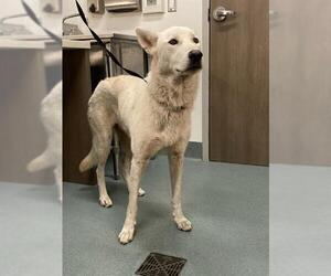 Gerberian Shepsky Dogs for adoption in Baytown, TX, USA