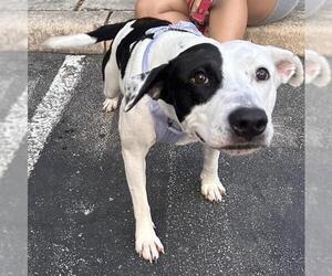 American Staffordshire Terrier-Unknown Mix Dogs for adoption in San Antonio, TX, USA