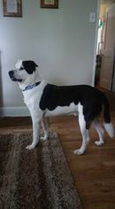 American Bulldog-Labrador Retriever Mix Dogs for adoption in Hollister, FL, USA