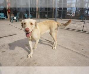 Medium Photo #1 Labrador Retriever Puppy For Sale in Denver, CO, USA