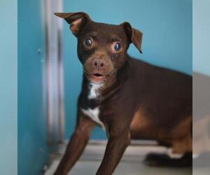 Chihuahua-Unknown Mix Dogs for adoption in San Antonio, TX, USA