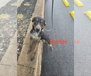 Mutt Dogs for adoption in Foristell, MO, USA