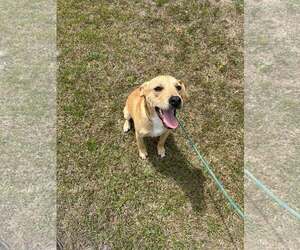 Labrador Retriever-Unknown Mix Dogs for adoption in Jacksonville, NC, USA