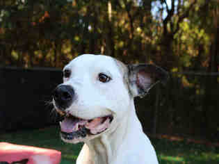 Medium Photo #1 American Bulldog-Unknown Mix Puppy For Sale in Fort Walton Beach, FL, USA