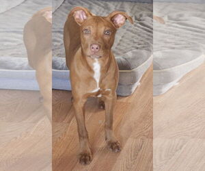 American Pit Bull Terrier-Unknown Mix Dogs for adoption in Sandy, UT, USA