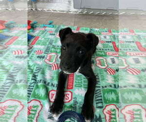 Labrador Retriever-Unknown Mix Dogs for adoption in Ball Ground, GA, USA