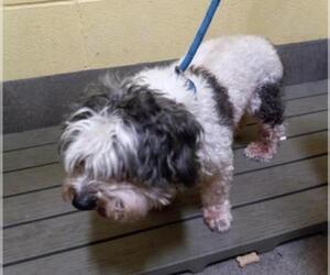 Shih-Poo Dogs for adoption in Greenbelt, MD, USA