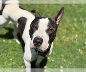 American Pit Bull Terrier-Unknown Mix Dogs for adoption in Tulsa, OK, USA