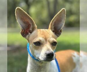 Chihuahua-Unknown Mix Dogs for adoption in Yardley, PA, USA