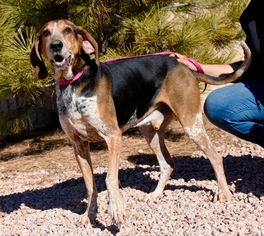 Mutt Dogs for adoption in Payson, AZ, USA