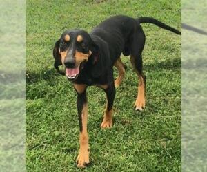 Coonhound Dogs for adoption in Greenbelt, MD, USA