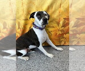 American Pit Bull Terrier-Unknown Mix Dogs for adoption in Henderson, NV, USA