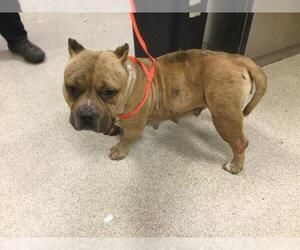 American Pit Bull Terrier-Unknown Mix Dogs for adoption in Riverside, CA, USA