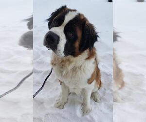 Saint Bernard Dogs for adoption in Anchorage, AK, USA