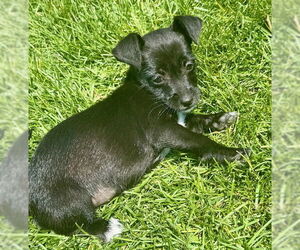 Chihuahua-Unknown Mix Dogs for adoption in Plainfield, IL, USA