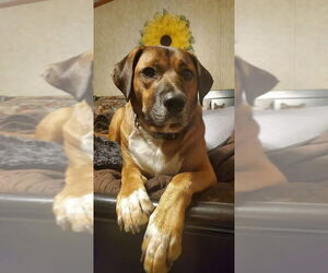 Doberman Pinscher-Labrador Retriever Mix Dogs for adoption in Alexander, AR, USA