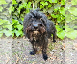 Maltese-Unknown Mix Dogs for adoption in Marina Del Rey, CA, USA
