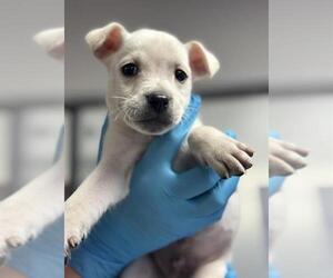 Chihuahua Dogs for adoption in Bakersfield, CA, USA