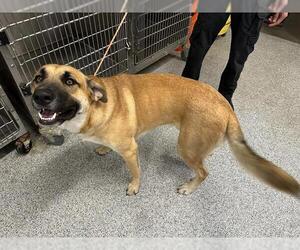 Black Mouth Cur Dogs for adoption in Houston, TX, USA