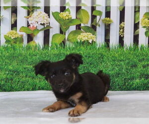 Pembroke Welsh Corgi-Unknown Mix Dogs for adoption in Oroville, CA, USA