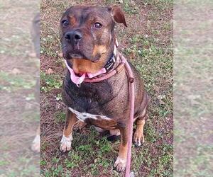 American Staffordshire Terrier-Labrador Retriever Mix Dogs for adoption in Fort Lauderdale, FL, USA
