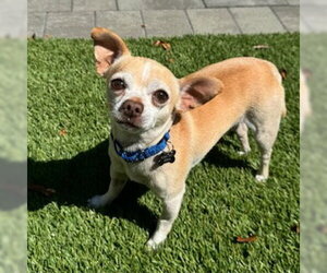 Chihuahua Dogs for adoption in Santa Clara, CA, USA