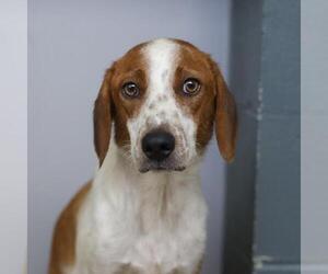 Mutt Dogs for adoption in San Antonio, TX, USA