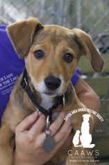 Shepradors Dogs for adoption in Baton Rouge, LA, USA