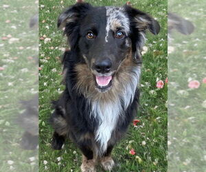 Australian Shepherd Dogs for adoption in Newport Beach, CA, USA