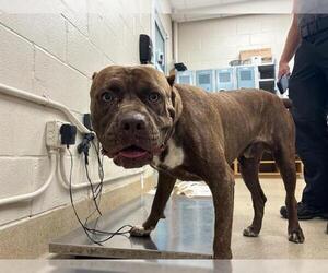 Mutt Dogs for adoption in Grand Prairie, TX, USA