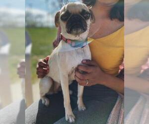 Pug Dogs for adoption in San Pablo, CA, USA