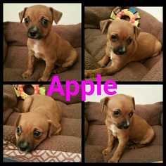 Chipin Dogs for adoption in Mesa, AZ, USA