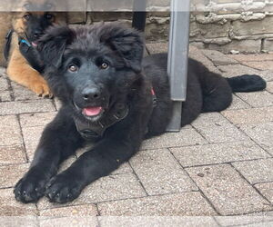 Shepradors Dogs for adoption in Winter Park, CO, USA