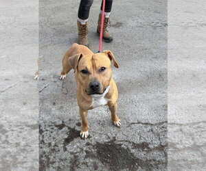 Mutt Dogs for adoption in Westwood, NJ, USA