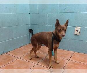 Chihuahua Dogs for adoption in Downey, CA, USA