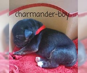 Mastador Dogs for adoption in Chantilly, VA, USA