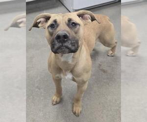 Mutt Dogs for adoption in HESPERIA, CA, USA