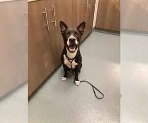 Mutt Dogs for adoption in Baytown, TX, USA