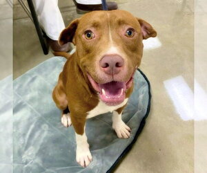 Labrador Retriever-Unknown Mix Dogs for adoption in Alexander, AR, USA