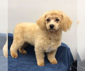 Medium Photo #2 Shih Tzu-Unknown Mix Puppy For Sale in Lincolnwood, IL, USA