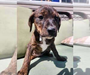 Boxer-Plott Hound Mix Dogs for adoption in garner, NC, USA