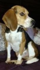 Beagle Dogs for adoption in Claremore, OK, USA